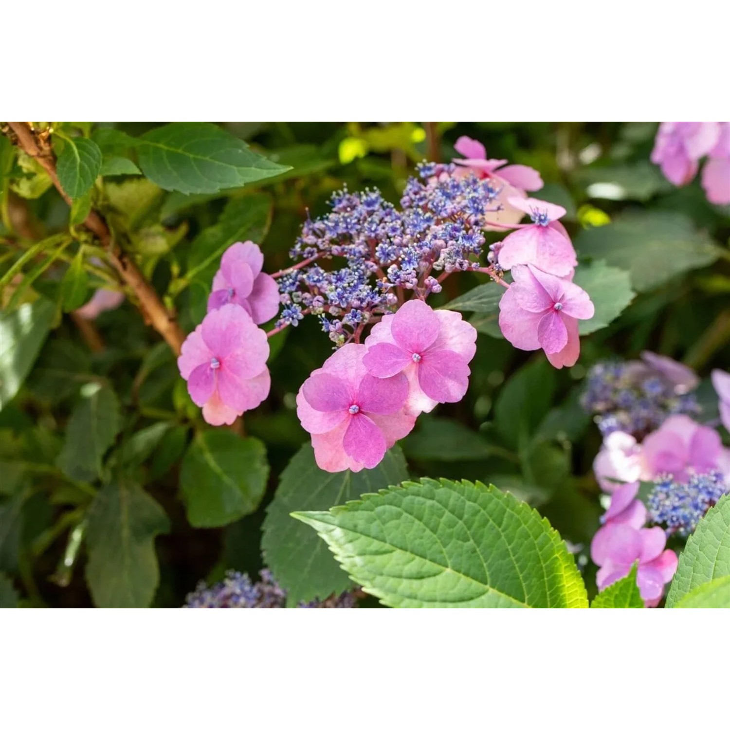 Nahaufnahme der rosa Blüten und grünen Blätter der Hydrangea 'Cotton Candy' Hortensie.