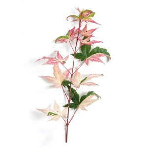 Zweig des Acer Palmatum Oridono-Nishiki (Japanischer Ahorn) mit buntem, rosa-weiß-grünem Laub.