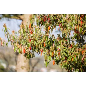Detailaufnahme der Glanzmispel Photinia Davidiana (80–100 cm) mit grün-roten Blättern.