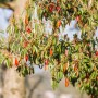 Detailaufnahme der Glanzmispel Photinia Davidiana (80–100 cm) mit grün-roten Blättern.