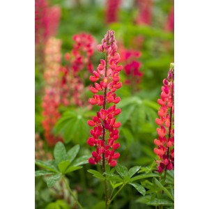 Rot-rosa GROW by OBI Lupine (Lupinus polyphyllus) im Topf, ca. 13 cm Ø.