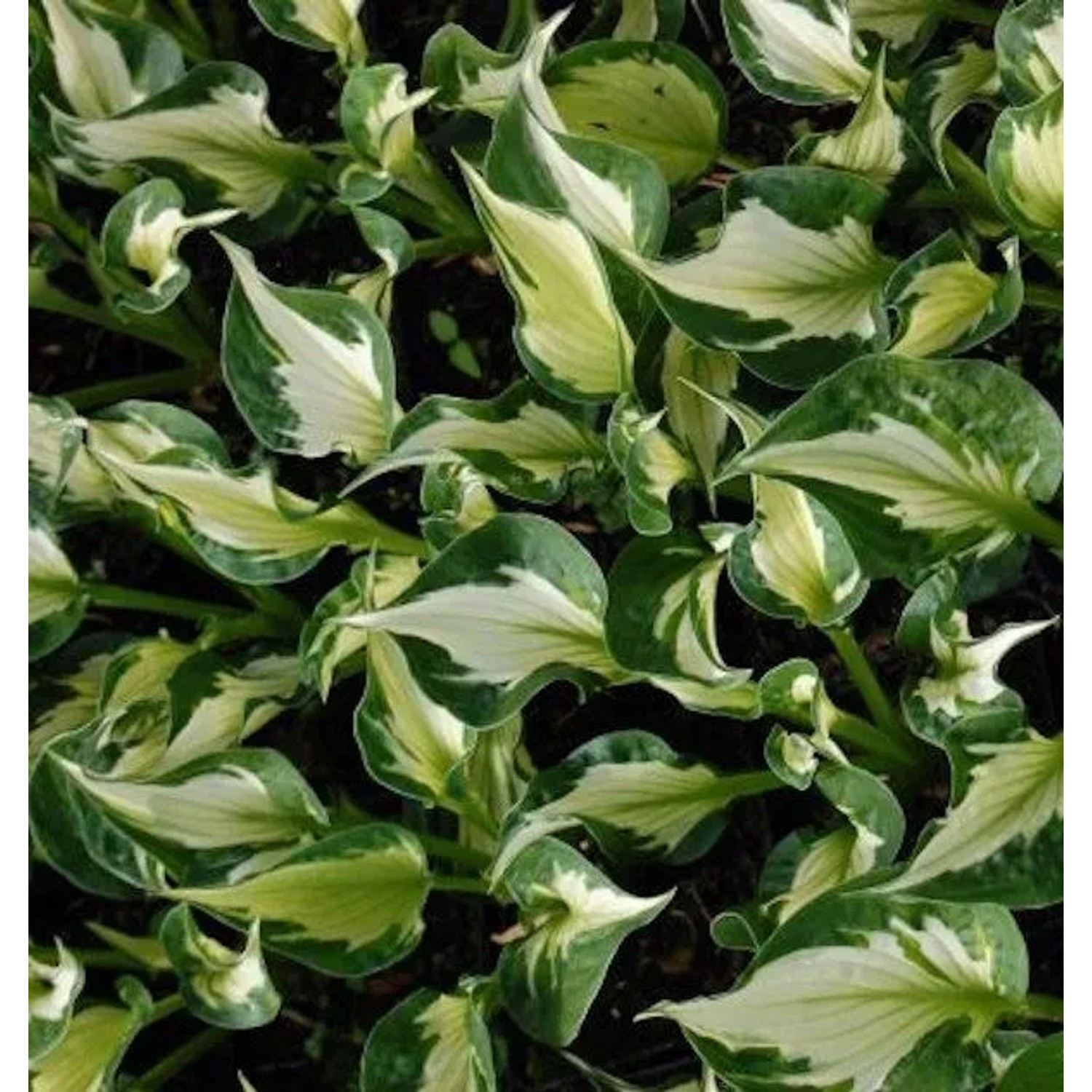 Funkie Whirlwind - großer Topf - Hosta fortunei