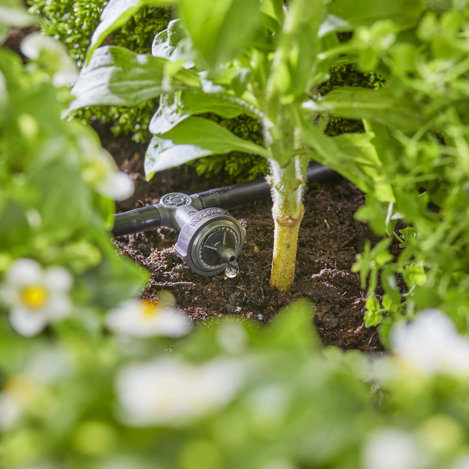 Gardena Reihentropfer druckausgleichend im Einsatz, Teil des Micro-Drip-Systems zur Bewässerung.
