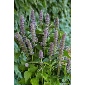 Agastache Foeniculum 'Purple Haze' im 11x11 cm Topf, violette Blütenstände der Stauden.