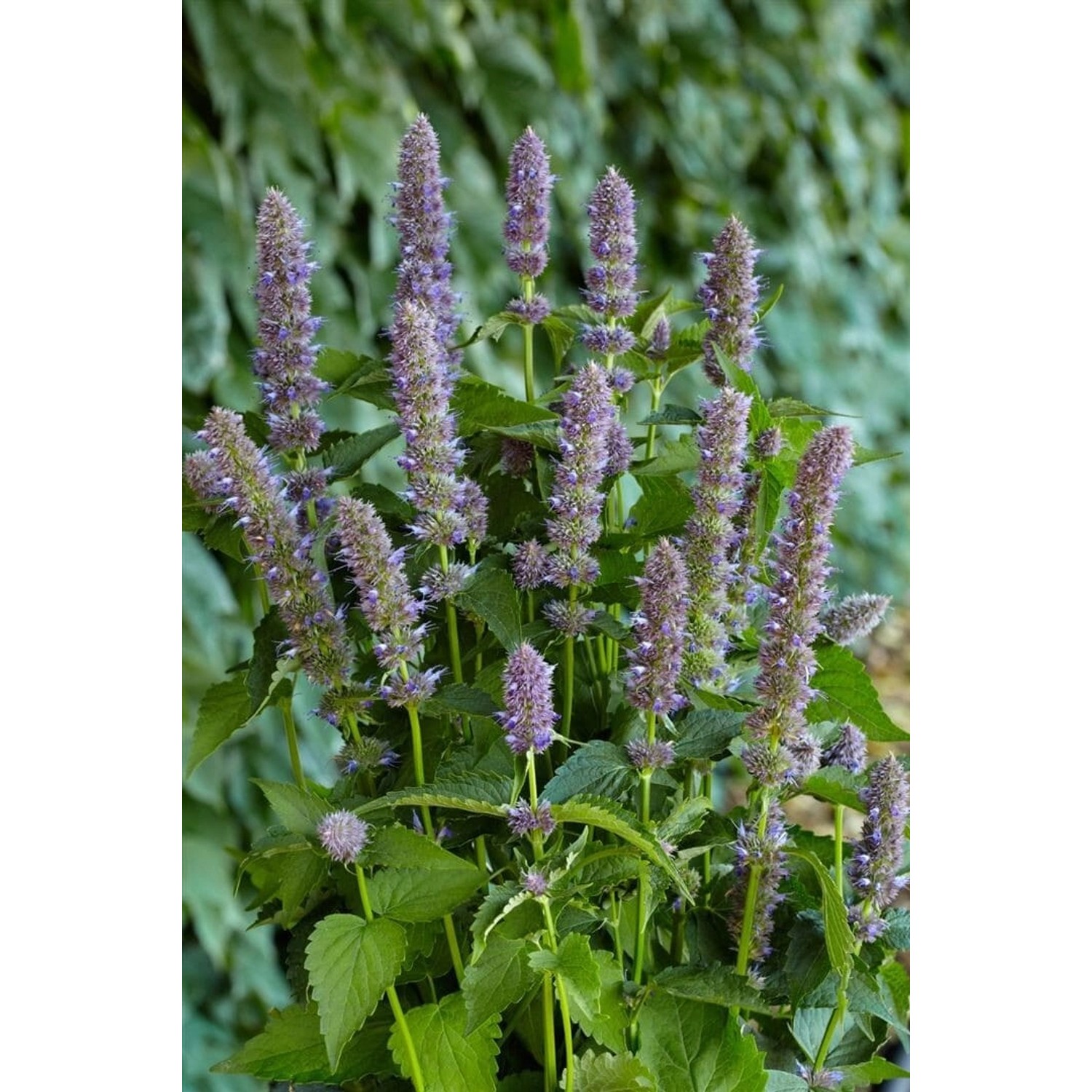 Agastache Foeniculum Anisysop Purple Haze Ca. 11x11 cm Topf günstig online kaufen