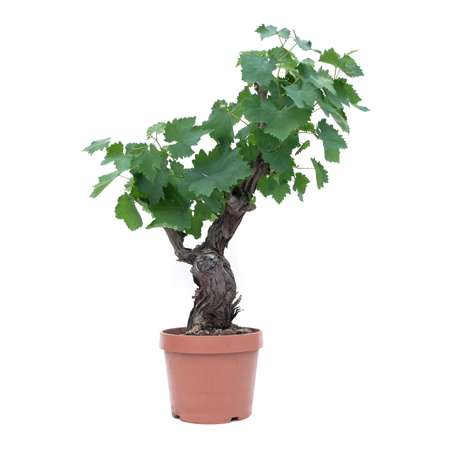 GROW by OBI BonsaiWeinrebe 40 cm Topf ca. 6 l Vitis vinifera kaufen