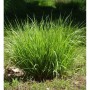 Pfeifengras 'Heidebraut' (Molinia caerulea) mit grünen Halmen im Garten.