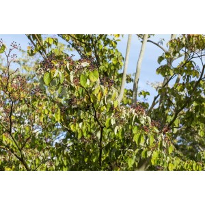 Roter Hartriegel (Cornus sanguinea) mit grünen Blättern und dunklen Beeren.