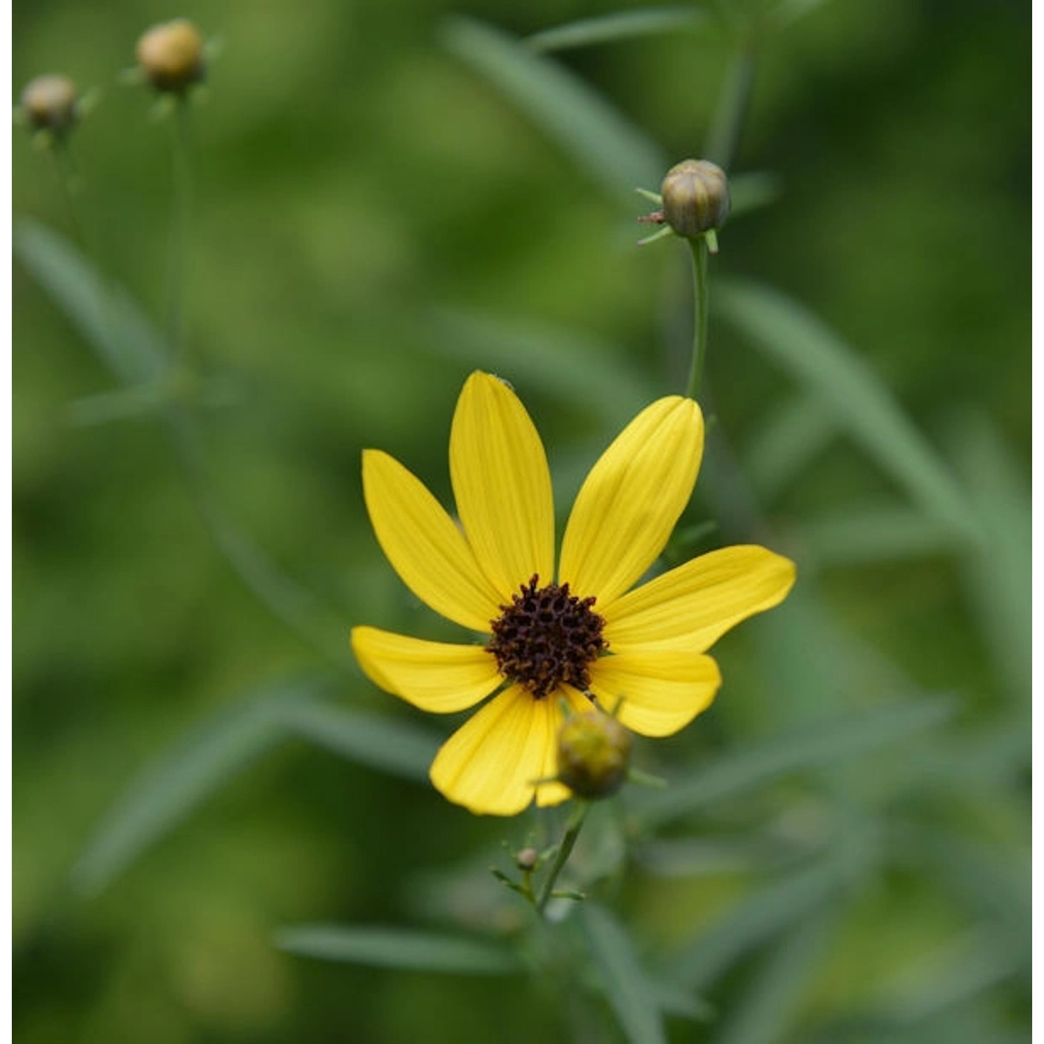 Hohes Schönauge - Coreopsis tripteris günstig online kaufen