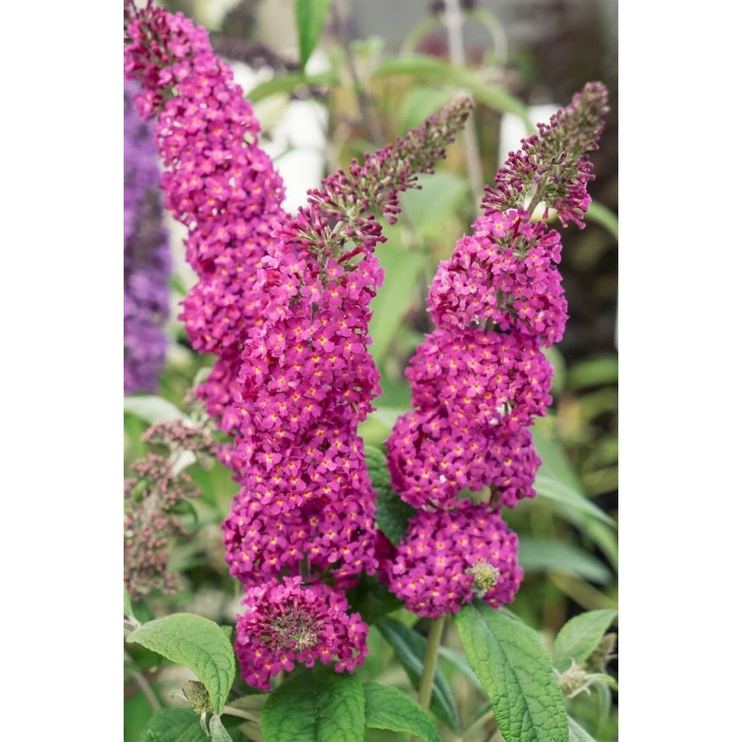 Buddleja Buzz Schmetterlingsstrauch Hot Raspberry 40-60 cm günstig online kaufen