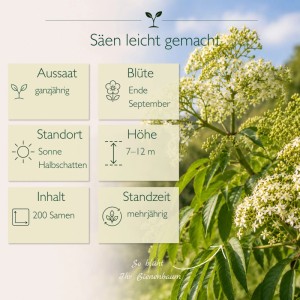 Blühender LaCaTho Bienenbaum Tetradium Daniellii mit weißen Doldenblüten, grünen Blättern und Infos zu Aussaat, Blüte, Standort. 200 Samen.