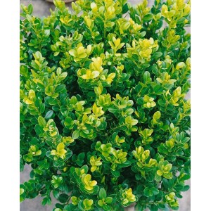Immergrüner Buxus microphylla 'Faulkner' als Halbkugel, 130-140 cm hoch, ideal für Hecken und Gärten.