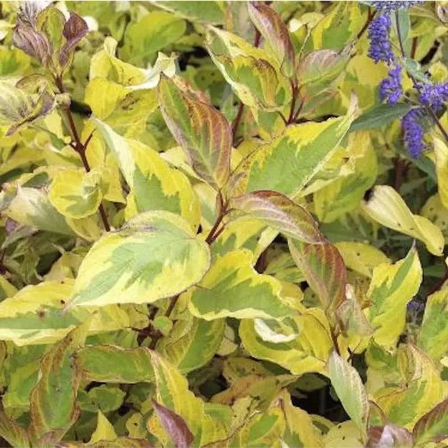 Hartriegel Gouchault 80-100cm - Cornus alba