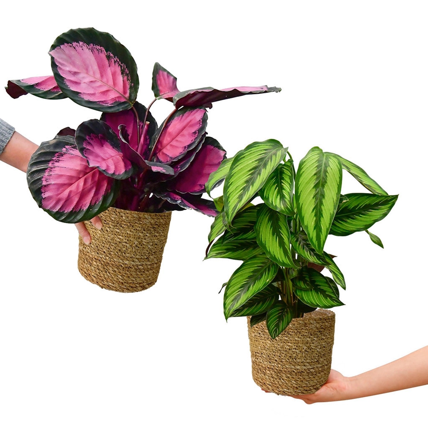 Green Me Up Zimmerpflanzenset 2er Box Calathea Casting mit Gratis Übertöpfen