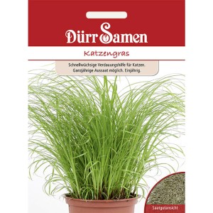 Dürr Samen Katzengras Saatgut im Topf, grüne Halme. Verdauungshilfe für Katzen.