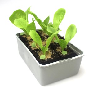 6er Schale GROW by OBI Endiviensalat (Chicorium endivia) mit jungen, grünen Salatpflanzen in Anzuchtschale.