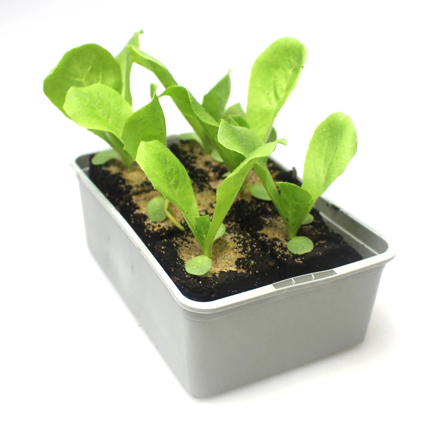 GROW by OBI Endiviensalat 6er Schale Chicorium endivia