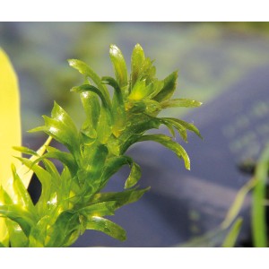 Dennerle Egeria Densa Aquariumpflanze im Detail, grüne Wasserpest für Ihr Aquarium.
