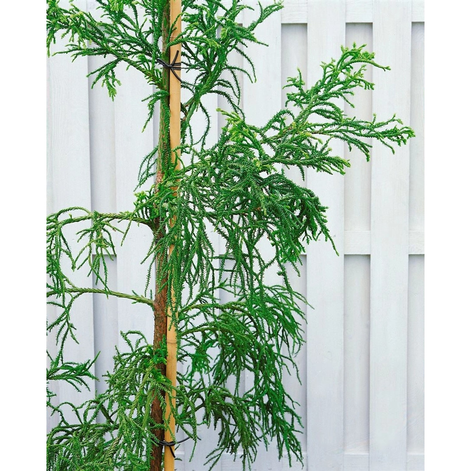 Cryptomeria Japonica Rasen Japanische Sicheltanne 40–50 cm günstig online kaufen