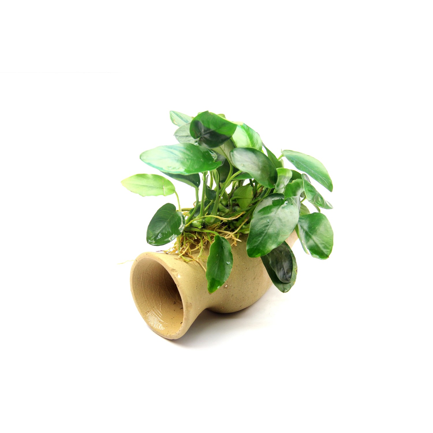 Dennerle Plants Aquariumpflanze Wels Amphore mit Anubias Barteri Var. Nana