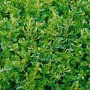 Immergrüner Buxus 'Herrenhausen' (40-50 cm) als Heckenpflanze mit dichtem, grünen Laub.