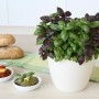 Blu Bio-Pesto Basilikum im Topf (Ø 12cm) mit grünen und roten Blättern.