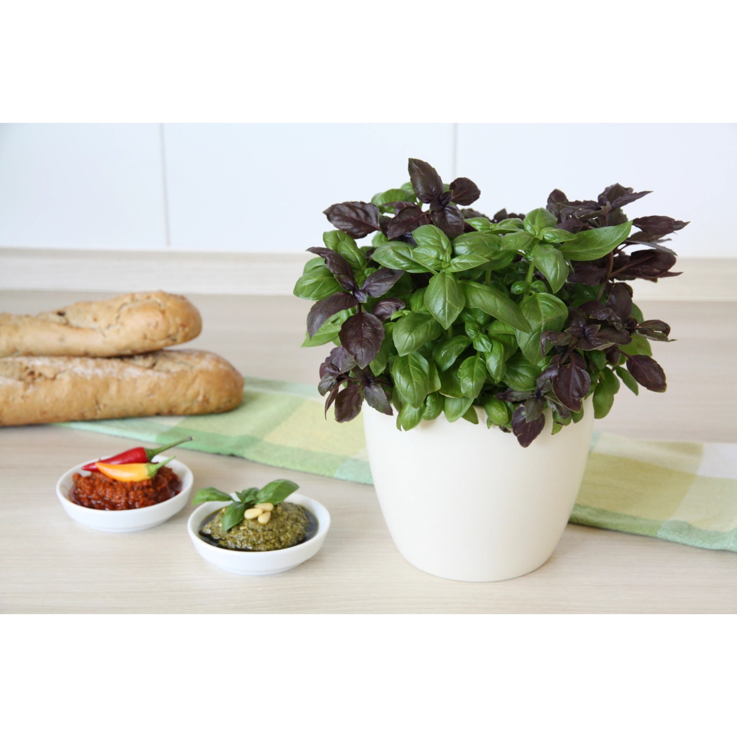 Blu Bio-Pesto Basilikum im Topf (Ø 12cm) mit grünen und roten Blättern.