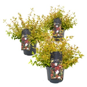 Abelie Kaleidoscope im Topf, ca. 20-30 cm hoch. Zierstrauch mit gelb-grünem Laub.