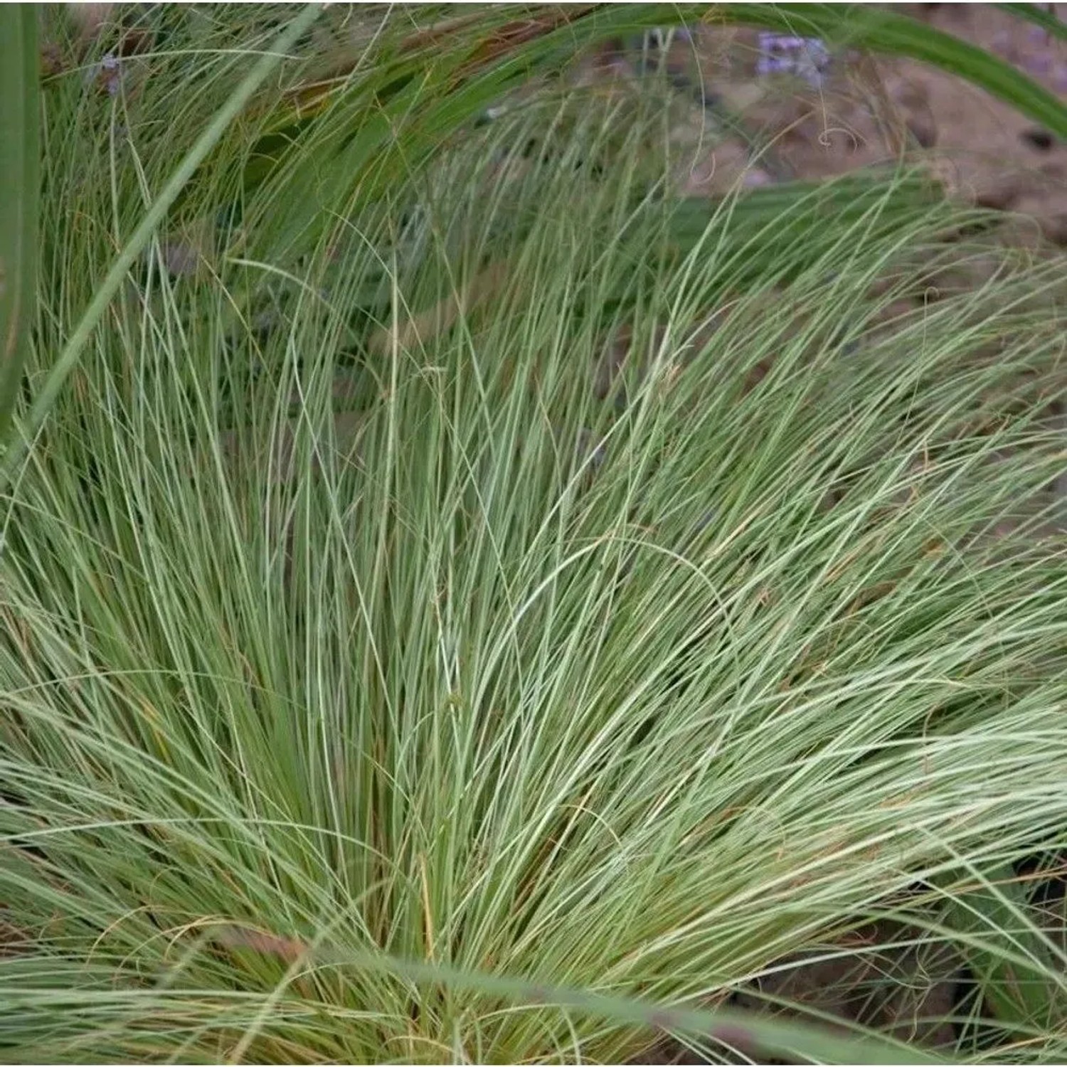 Garten-Segge Phoenix Green - großer Topf - Carex comans
