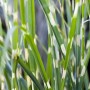 Detailaufnahme von Zebragras (Miscanthus Strictus) im Topf mit markanten, horizontalen Streifen.