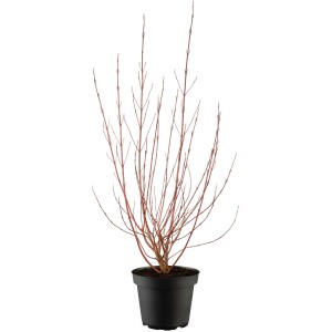 Hartriegel 'Miracle' im Topf, ca. 30-50cm hoch, mit roten Trieben. Winterzierde für den Garten.