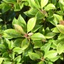 Nahaufnahme der grünen Blätter der Lavendelheide 'Minor' (Pieris japonica).