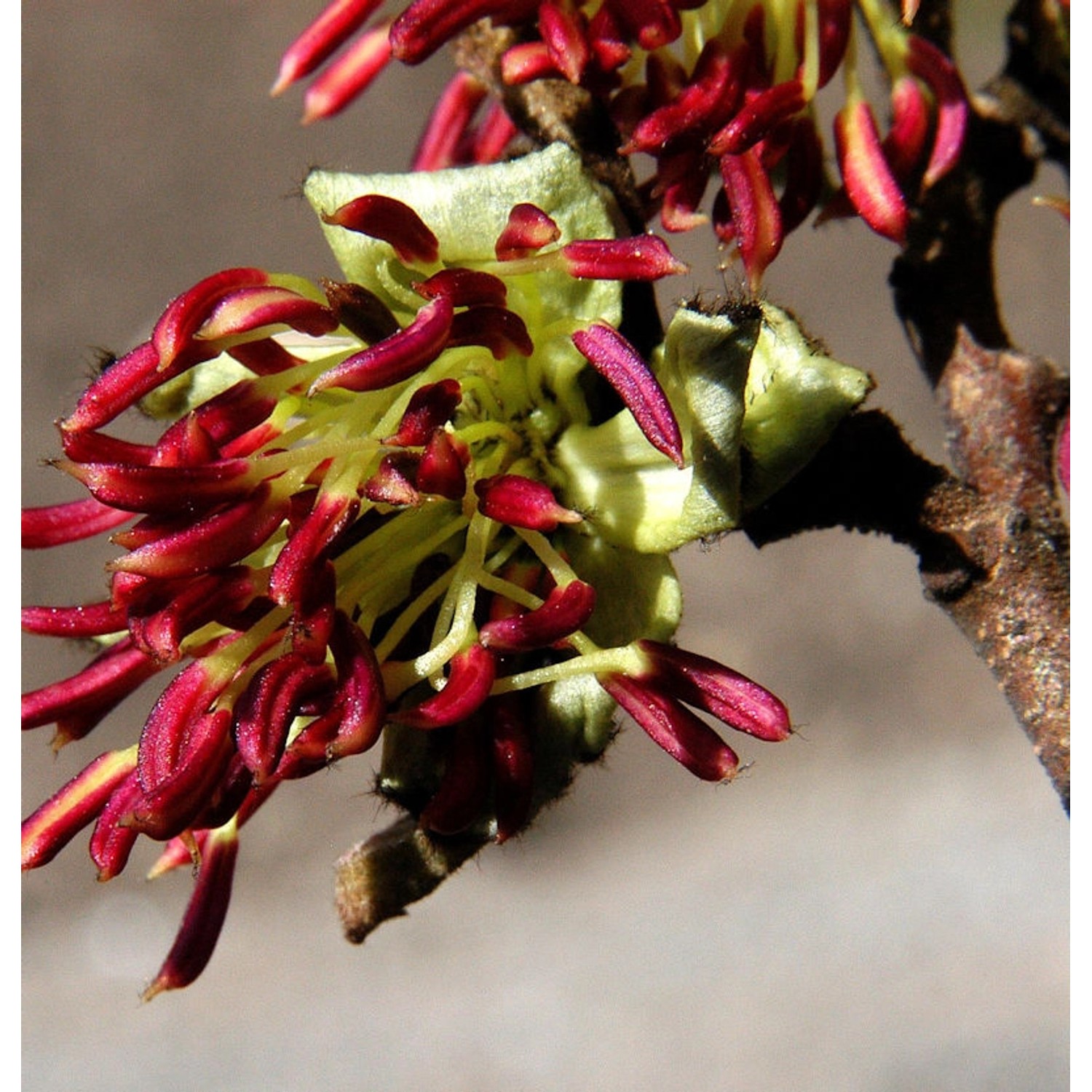 Eisenholzbaum Select 40-60cm - Parrotia persica günstig online kaufen