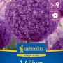 Kiepenkerl Zierlauch Ambassador: Blau-violette Blüte, ideal für Beet und Vase.