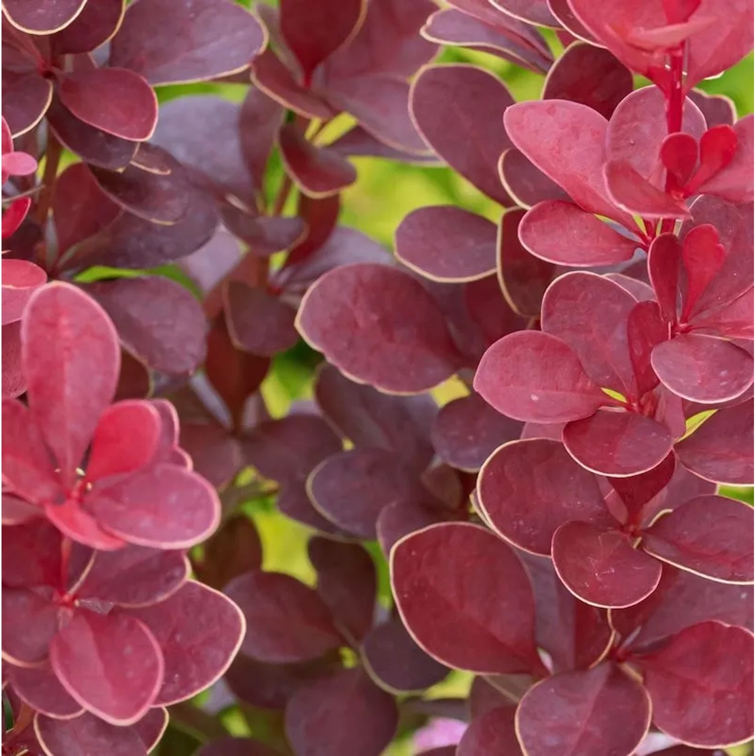 Berberitze Red Hot Chili 10-15cm - Berberis thunbergii