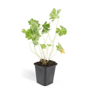 Storchschnabel Geranium Rozanne im 9cm Topf, ein Bodendecker im schwarzen Topf.