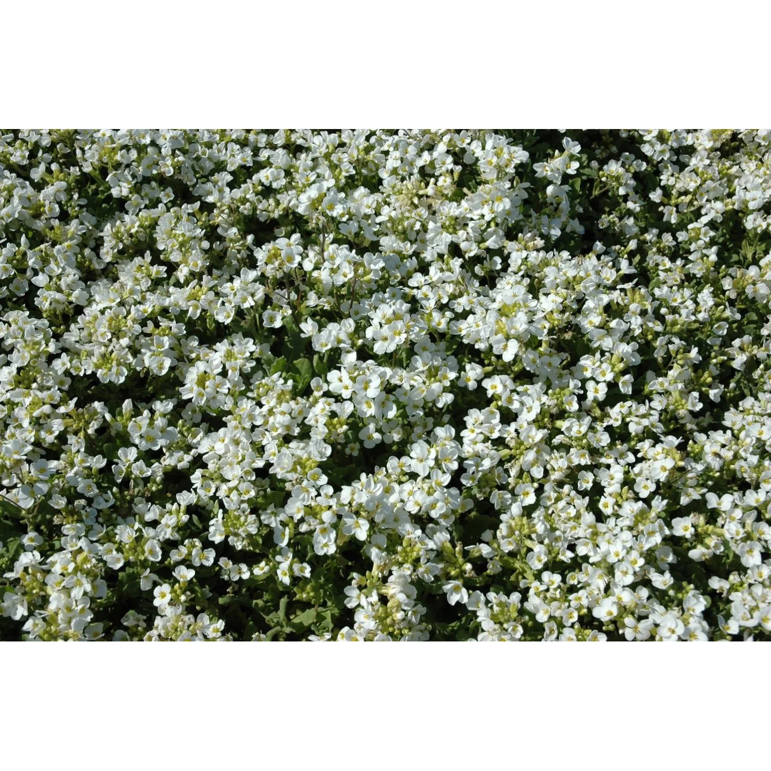 Nahaufnahme der weißen Blüten der Kaukasischen Gänsekresse 'Schneehaube', ein Bodendecker von GROW by OBI.