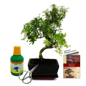 Exotenherz Bonsai Serissa Foetida Geschenkset (ca. 8 Jahre) mit Dünger, Schere und Pflegebroschüre.