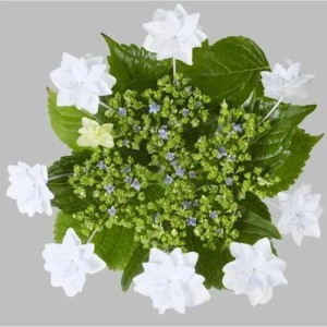 Bauernhortensie Fireworks White 30-40cm - Hydrangea macrophylla