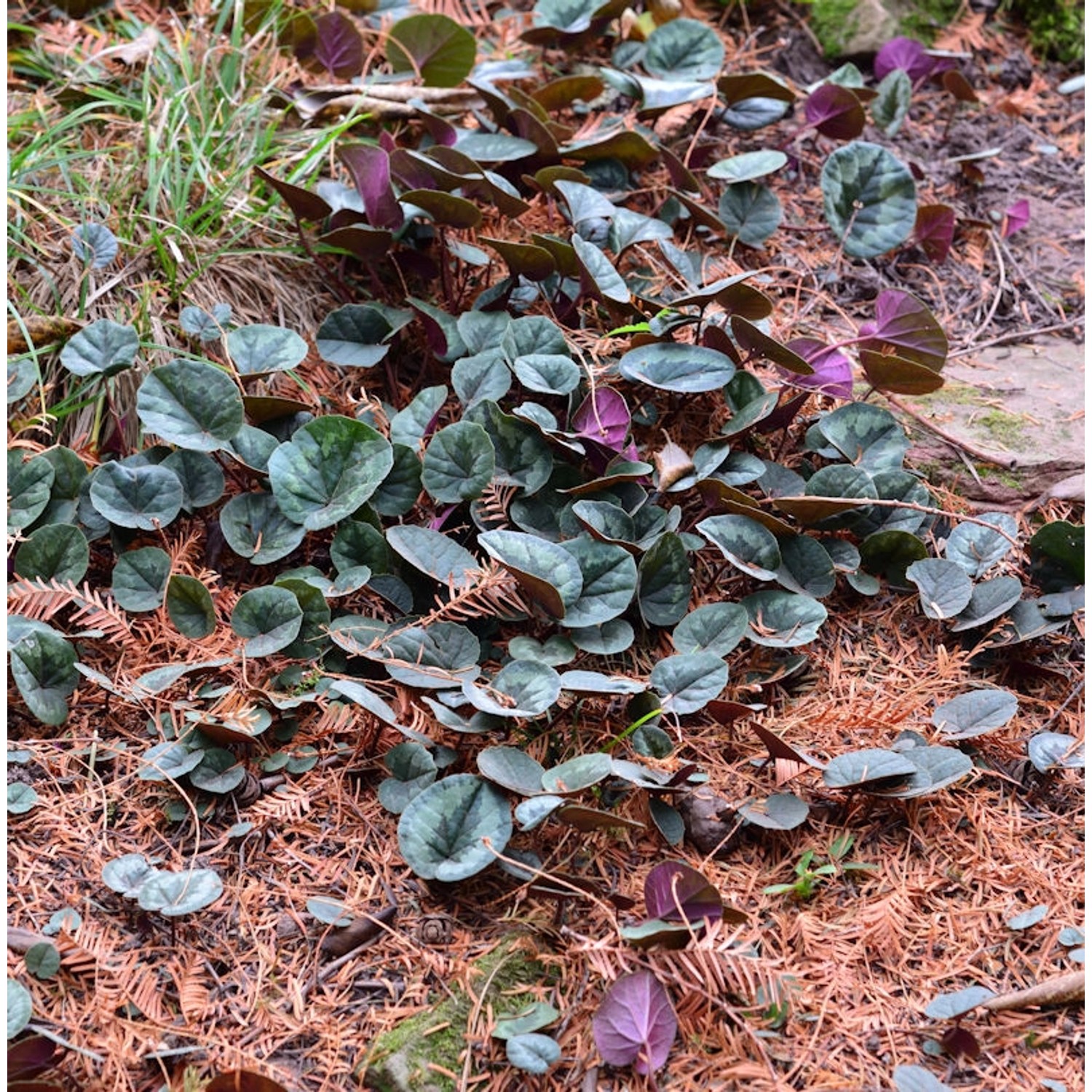 Frühlings Alpenveilchen Marianne - Cyclamen coum günstig online kaufen