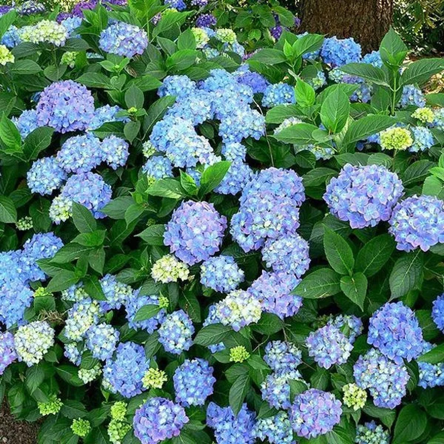 arborix Hortensie 'Blauer Prinz' Hydrangea Macrophylla 25 Bis 30 Cm Im Container Blaue Blüten Je Nach Boden