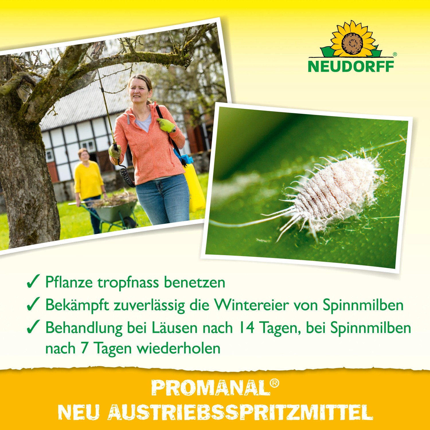 Neudorff Promanal Neu Austriebsspritzmittel: Frau beim Spritzen von Obstbaum, Detailaufnahme Spinnmilbe.