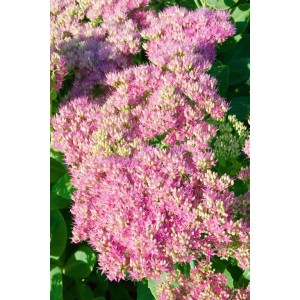 Nahaufnahme der rosa Blüten der Sedum Spectabile Rosenteller Fetthenne Staude.