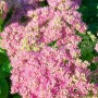 Nahaufnahme der rosa Blüten der Sedum Spectabile Rosenteller Fetthenne Staude.
