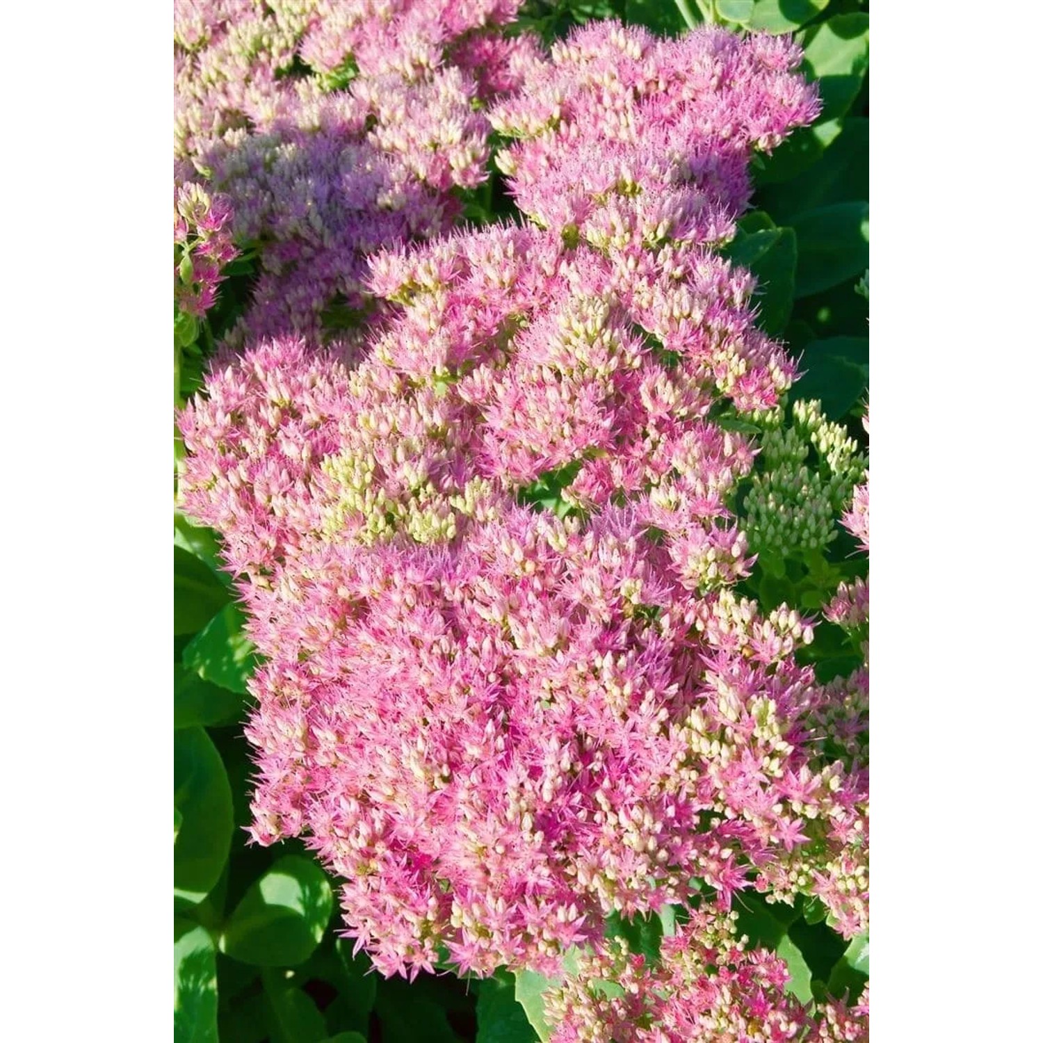 Nahaufnahme der rosa Blüten der Sedum Spectabile Rosenteller Fetthenne Staude.