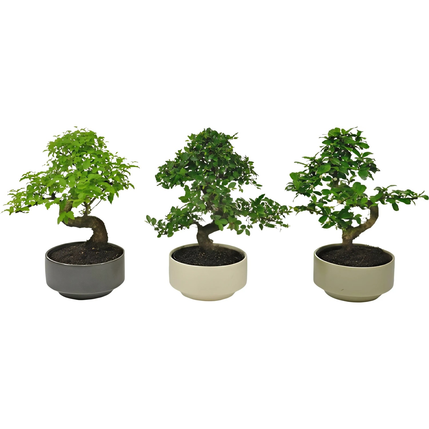 Royal Lemkes Bonsai Keramik Topf 15 cm Sortenauswahl