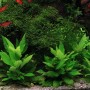 Aquariumpflanze Hygrophila Corymbosa Kompakt im Aquarium mit Fischen.