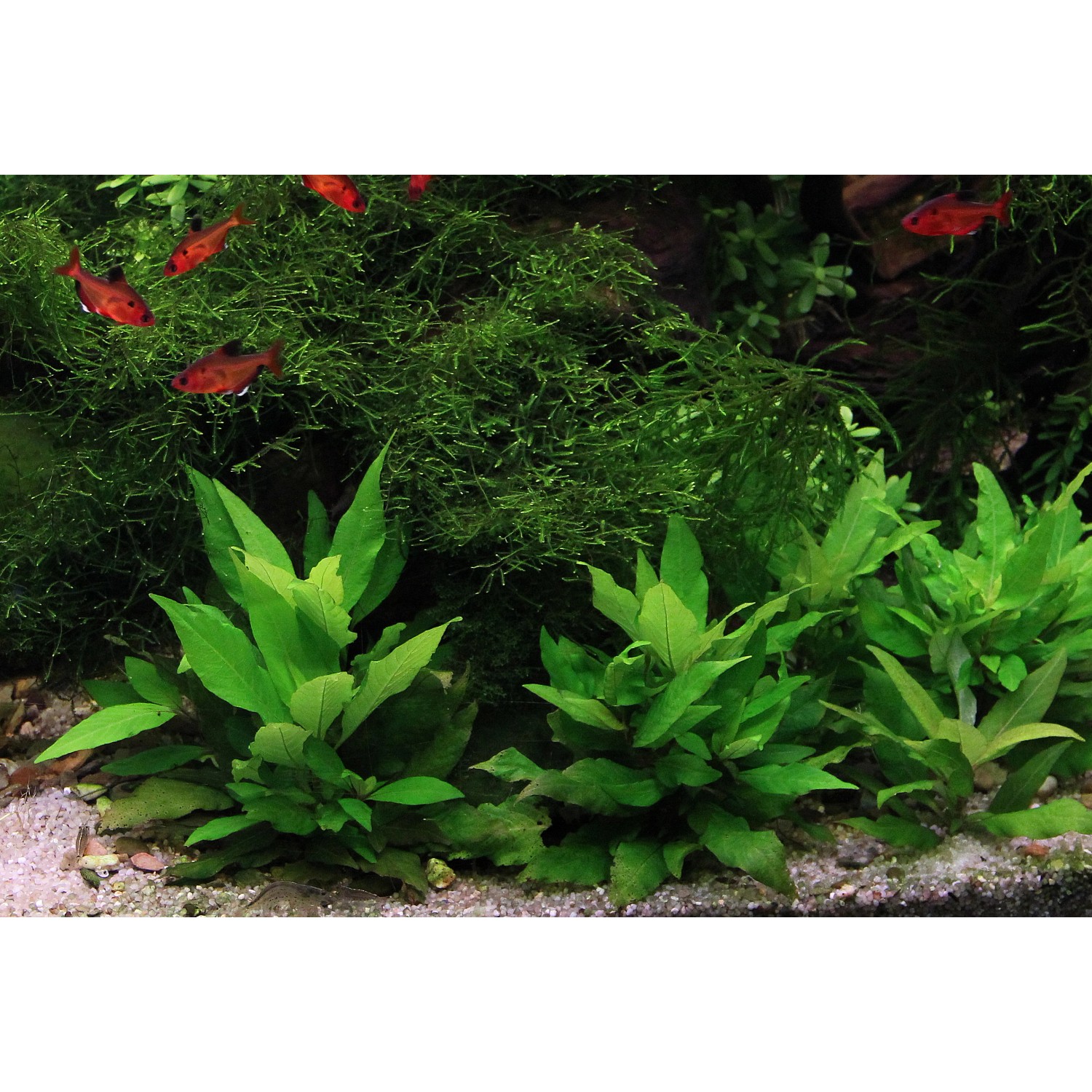 Aquariumpflanze Hygrophila Corymbosa Kompakt im Aquarium mit Fischen.