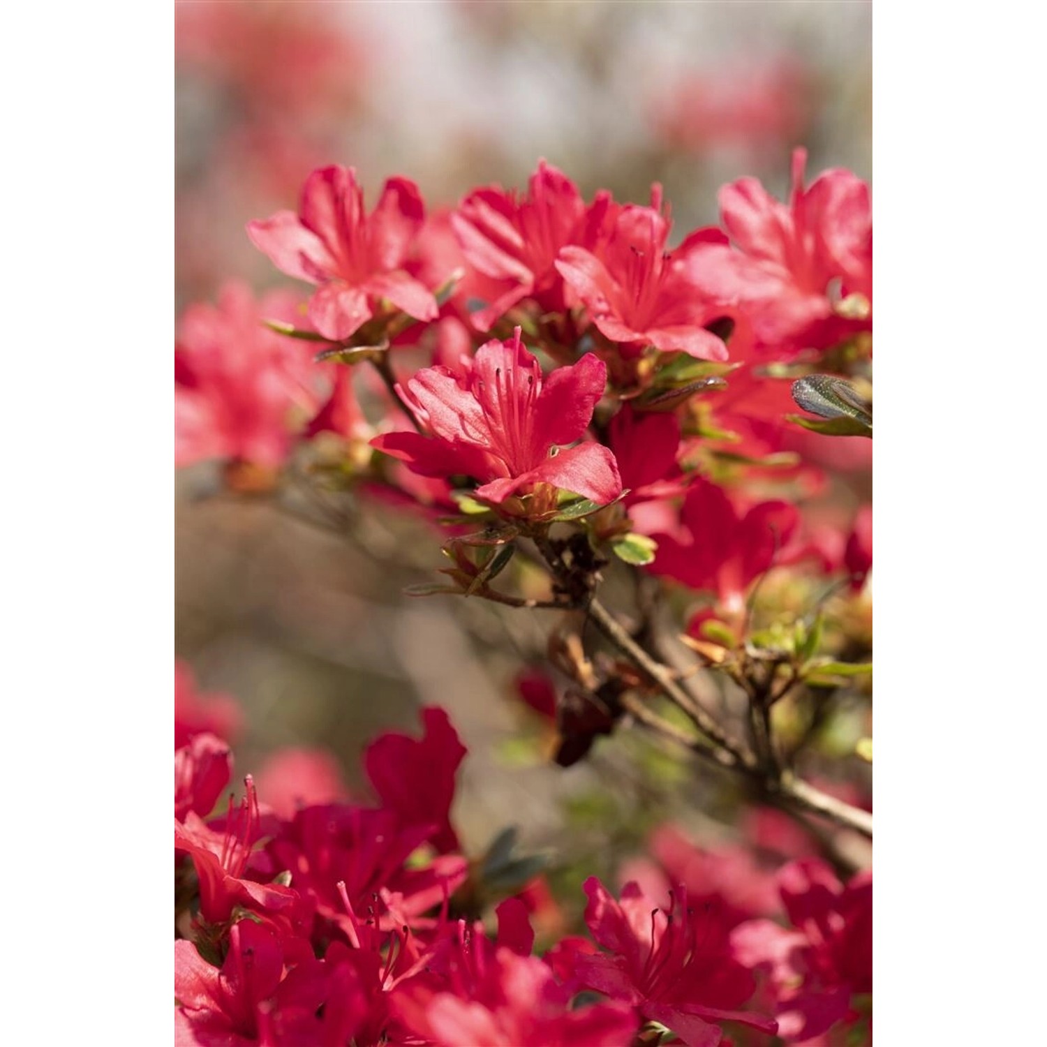 Rhododendron Obtusum Hino-Crimson Leuchtend Rot 20–25 cm günstig online kaufen