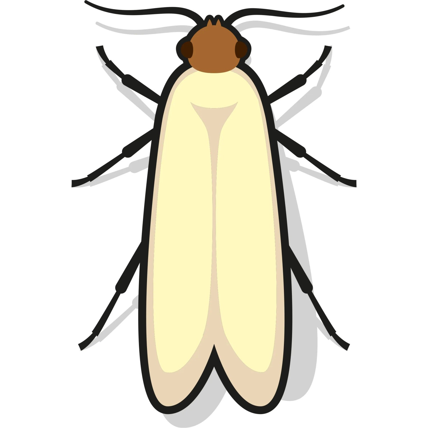 Illustration einer Kleidermotte, Schädling für Textilien, zur Verwendung mit Nexa Lotte Lavendelblüten.